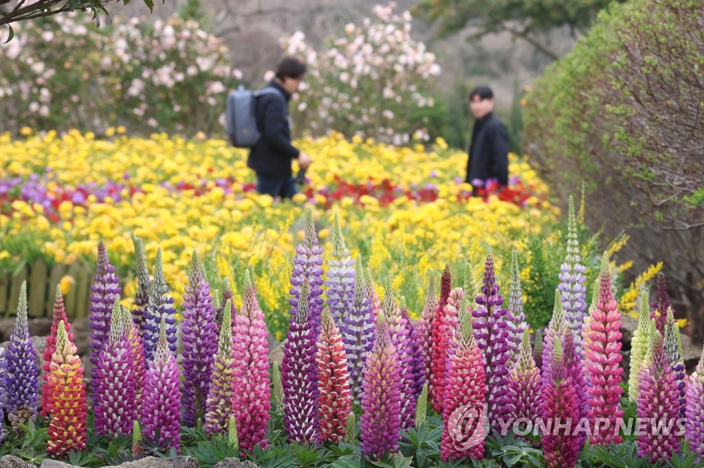 Fleurs de printemps à Jeju