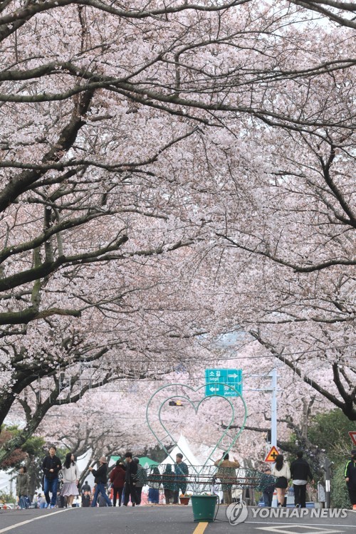 Wangbeotkkot cherry blossom fest