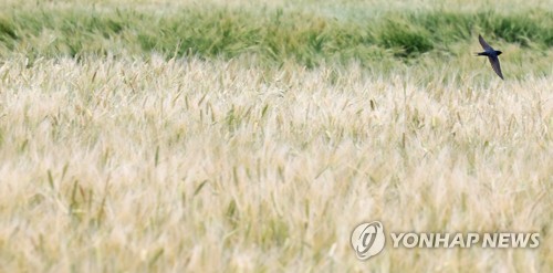 제주 아침까지 가끔 비…낮 기온 18∼20도