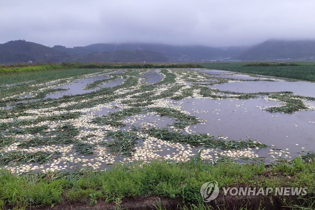 Esta foto proporcionada por un lector el 5 de mayo de 2023 muestra granjas sumergidas en el condado de Jangheung, provincia de Jeolla del Sur, a unos 320 kilómetros al sur de Seúl, luego de fuertes lluvias en la región.  (FOTO NO A LA VENTA) (Yonhap)