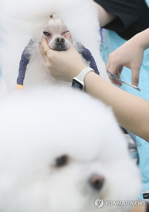 Dog cosmetician contest in S. Korea