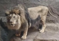  동물원이 '동물 감옥'인가…학대해도 처벌 규정 없다?
