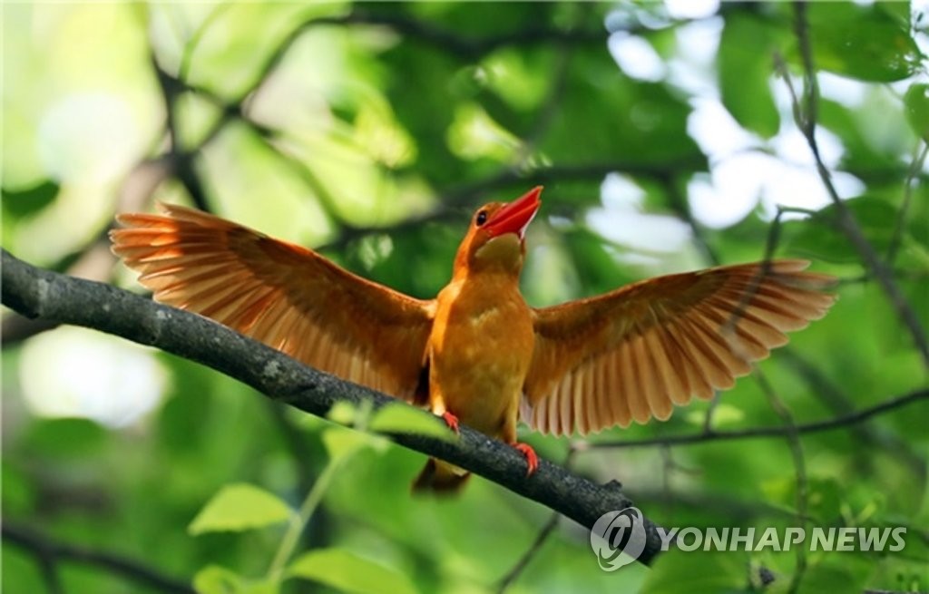 [픽! 공주] 계룡산 찾은 여름 진객 호반새