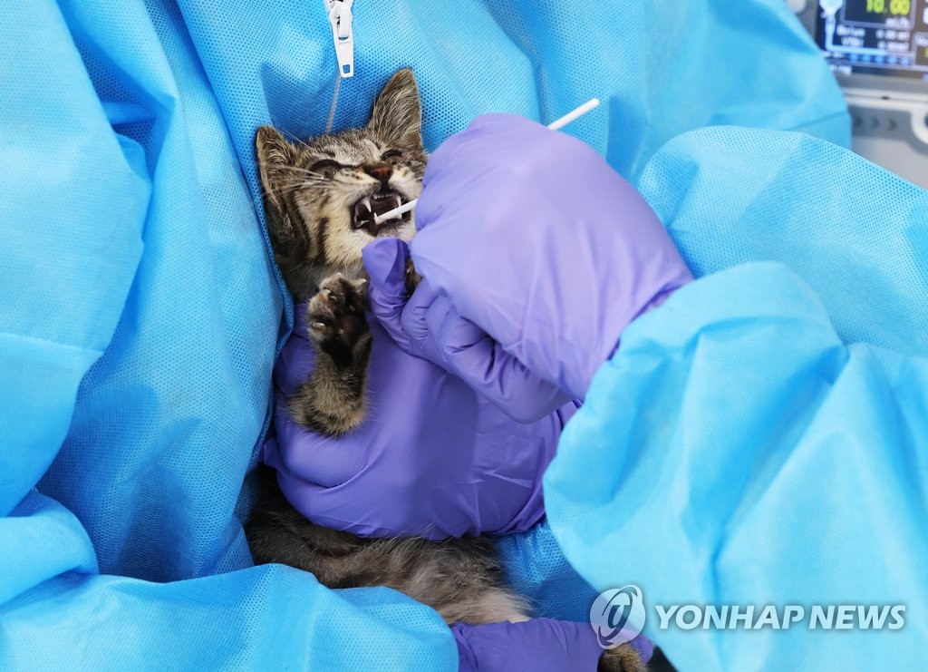 A veterinarian takes a sample from a cat at an animal shelter in Yeoju, southeast of Seoul, on Aug. 1, 2023. (Yonhap)