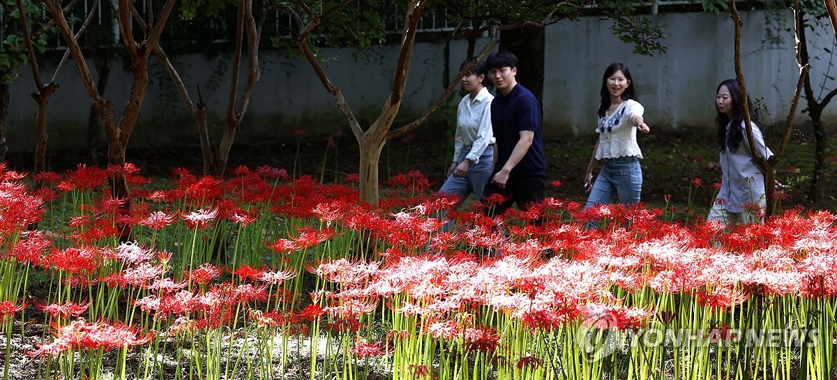 대전 가오근린공원에 꽃무릇 100만 송이 만개