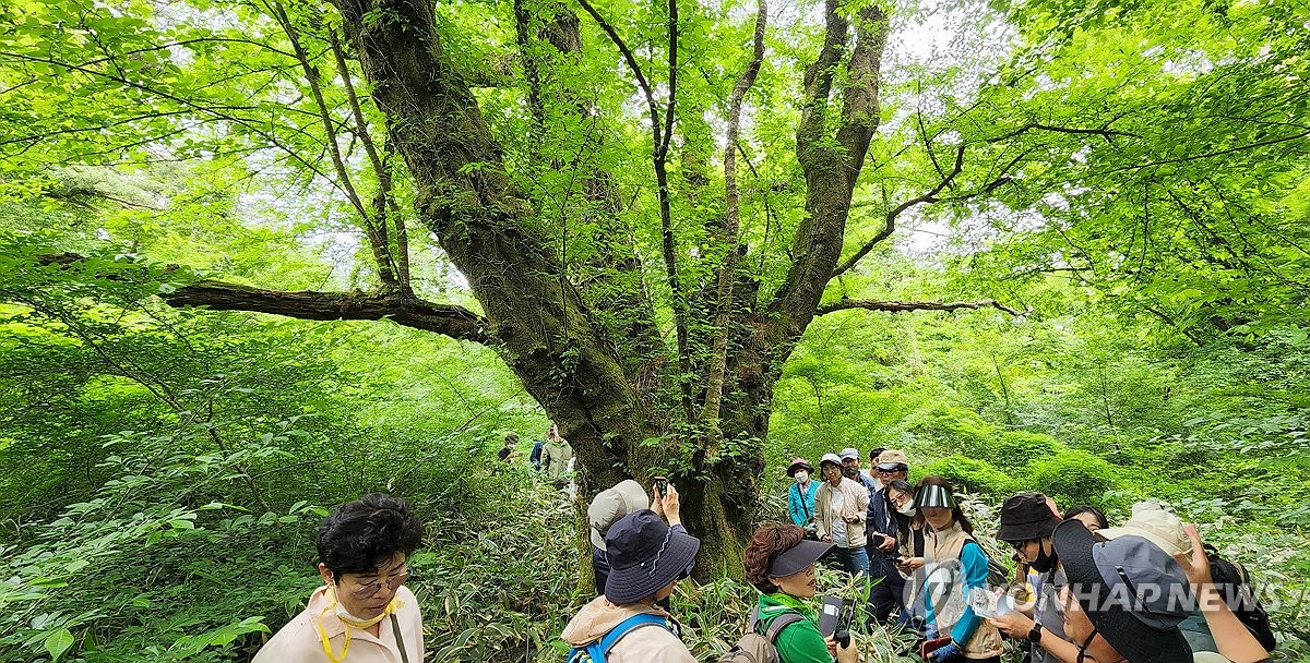 제주 특산 최고령 왕벚나무 찾은 사람들