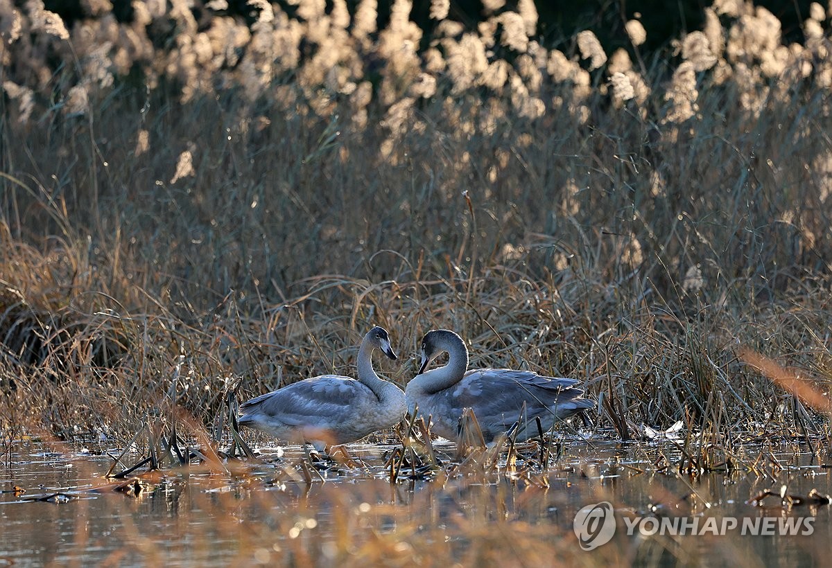 햇볕 쬐는 겨울 진객 큰고니