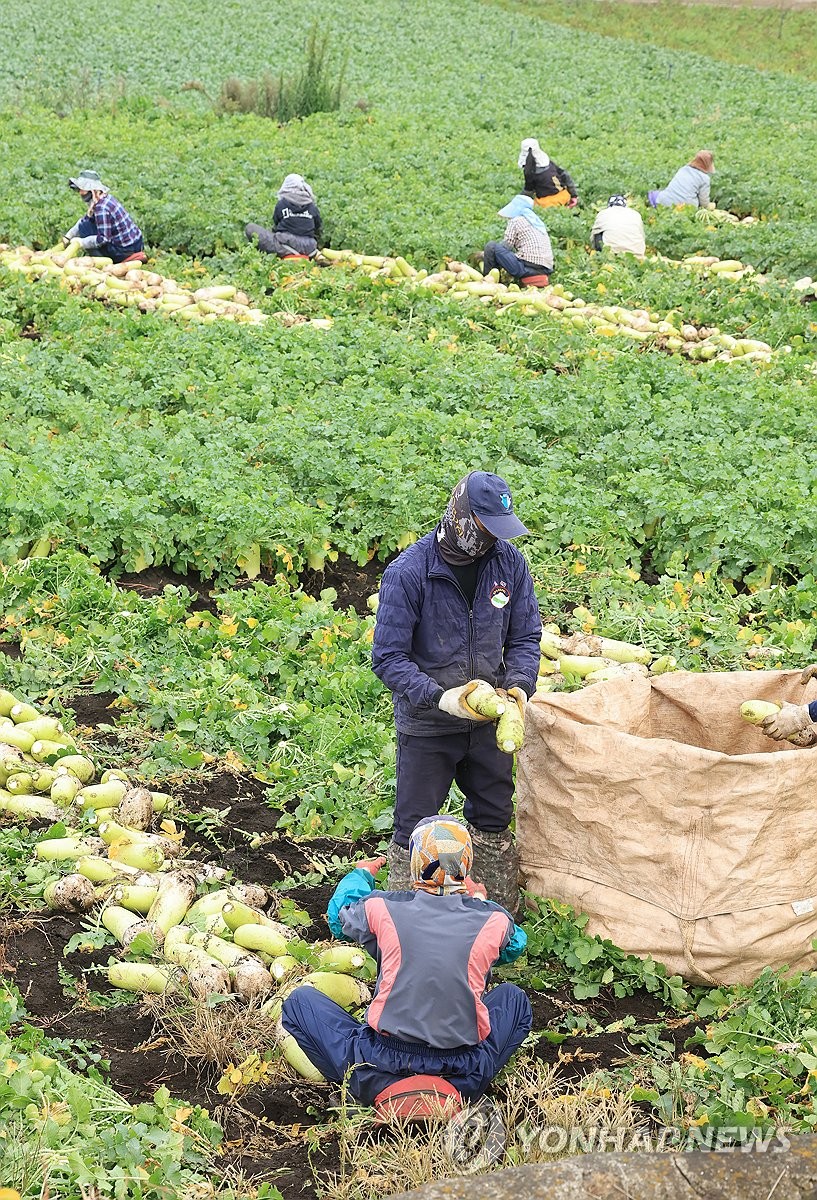 Radish harvesting Yonhap News Agency