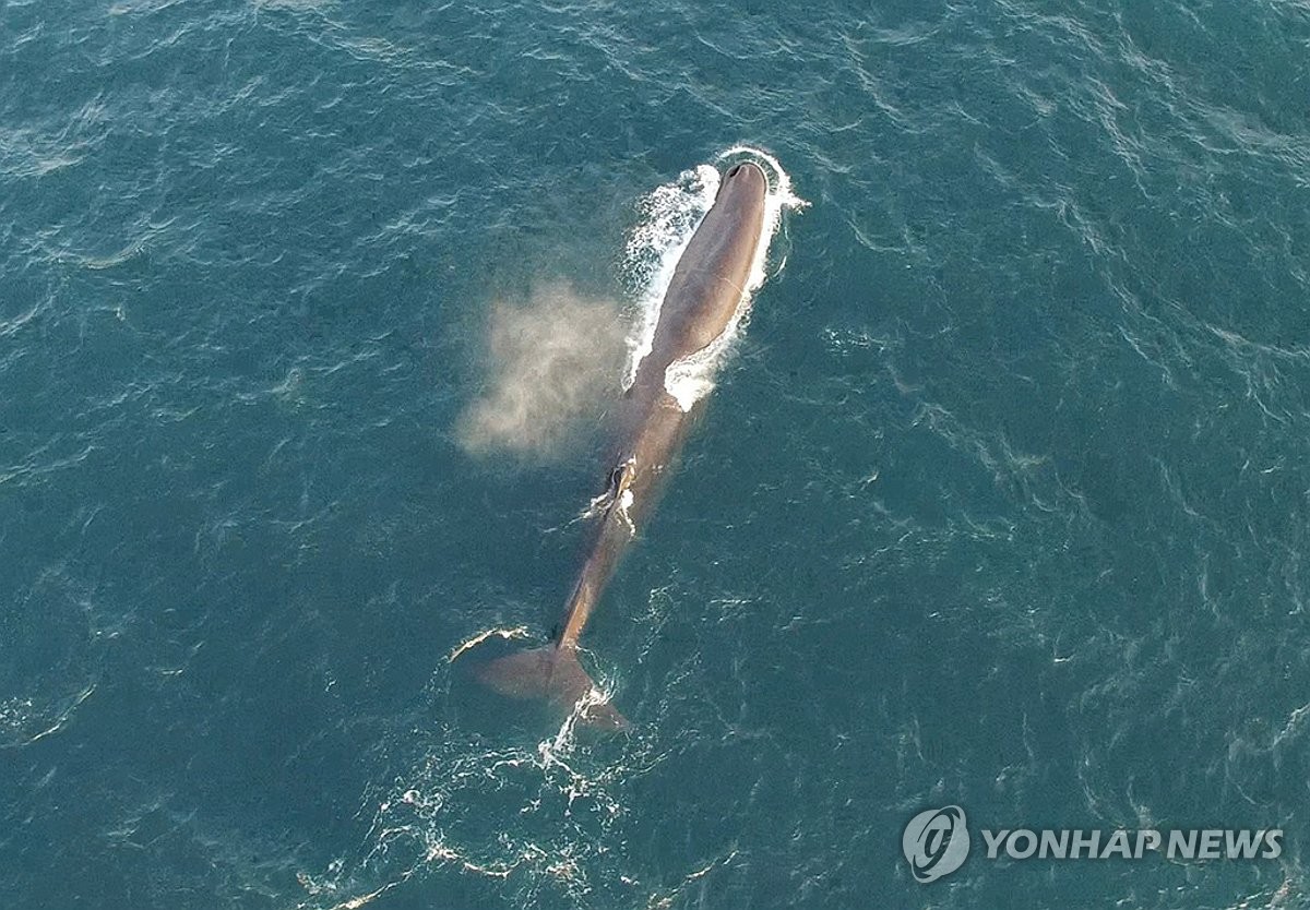 韓国海域で確認されたクジラ