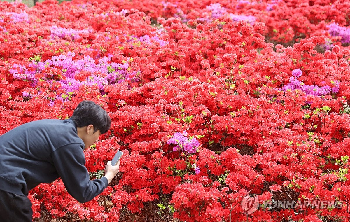 꽃세상 된 임실 붕어섬생태공원 | 연합뉴스