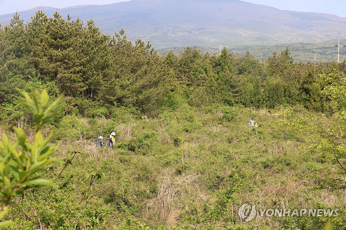 봄 고사리 찾는 나들이객