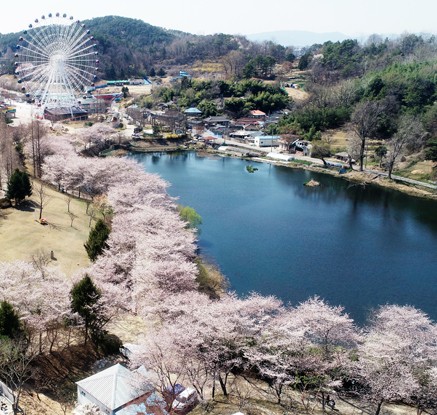 놀이동산에 피어난 벚꽃