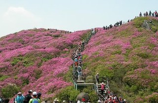 "국내 최고 군락지의 분홍빛 향연"…지리산 바래봉 철쭉제