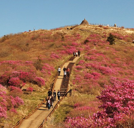 분홍빛 물든 지리산 노고단