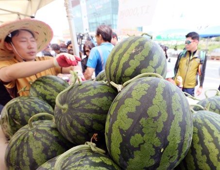 1년에 딱 한번 따는 대산수박 맛보세요…창원수박축제 11일 개막