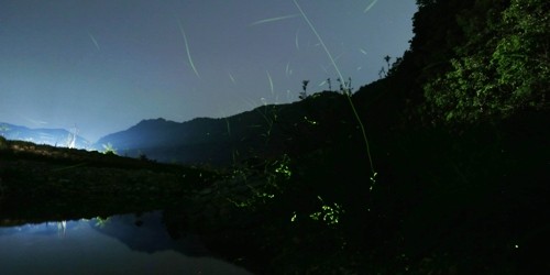 밤하늘 별, 숲속 별 이야기…영양 별빛 반딧불이 축제 열려